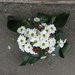 Cityflowers - aranjamente florale